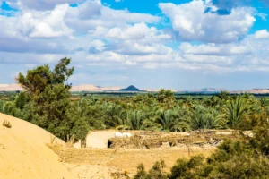 Bahariya Oasis