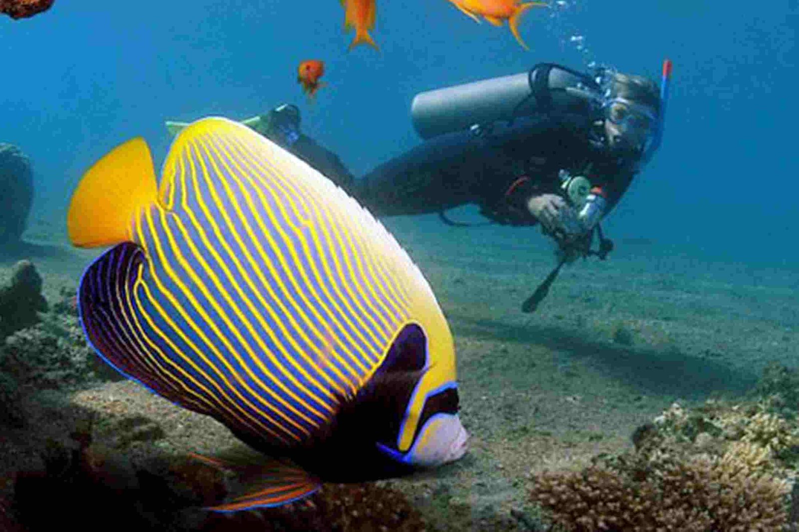 Dahab del Sina