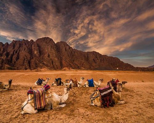 Camels in the desert at sunset in Sinai mountains